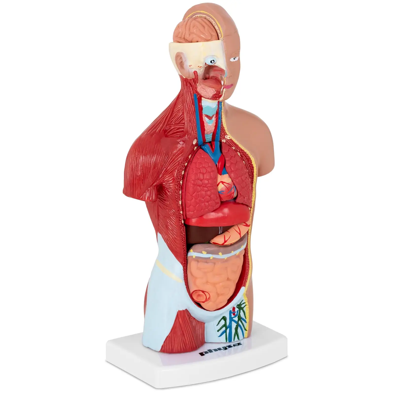 Factory second Torso Model - separable into 15 pieces - 26 cm tall