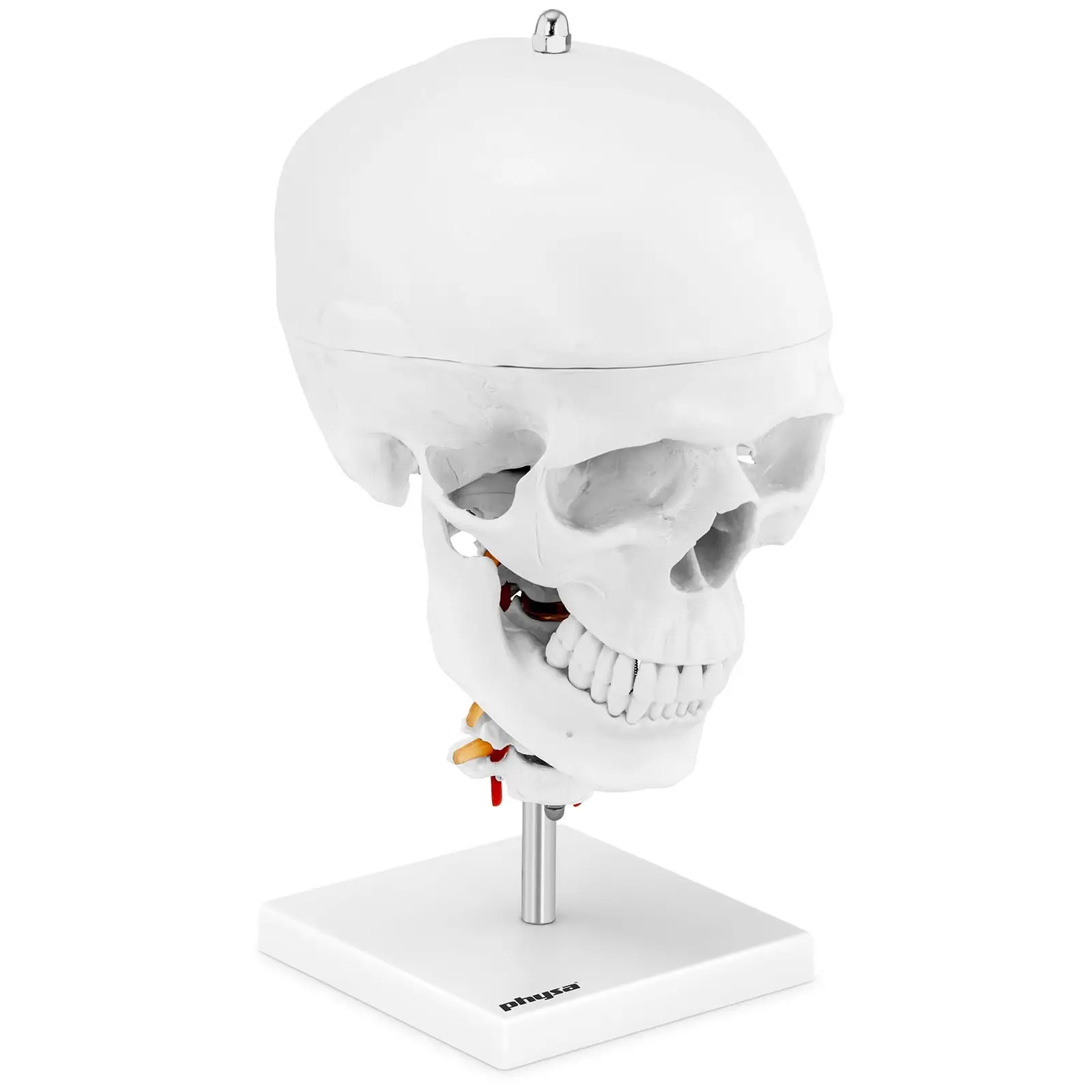 Skull Model - with 7 cervical vertebrae and brain - original size